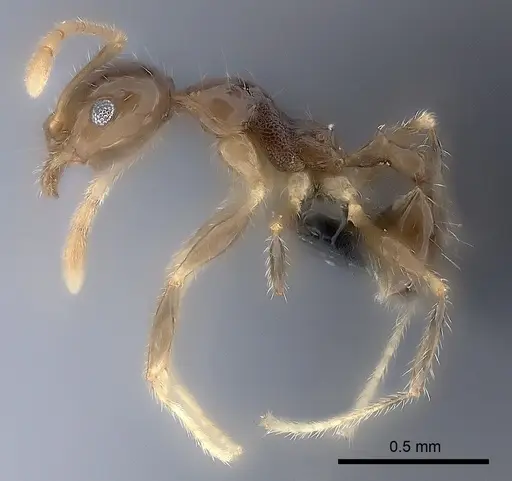 Pheidole spinosa specimen CASENT0017395 image casent0017395_3