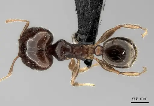 Pheidole spinosa specimen CASENT0021499 image casent0021499_1