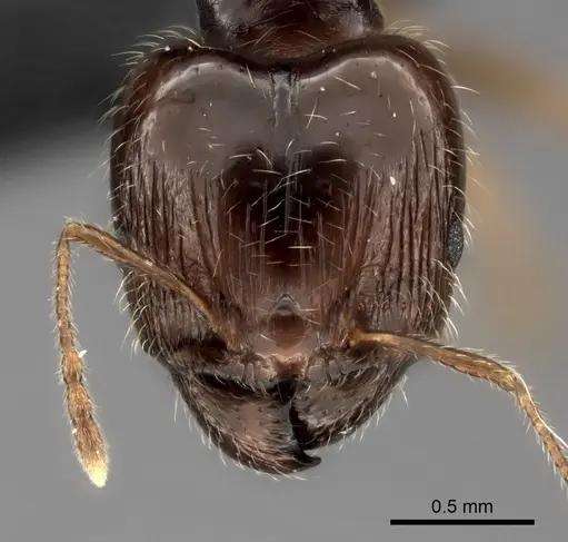Pheidole spinosa specimen CASENT0021499 image casent0021499_2