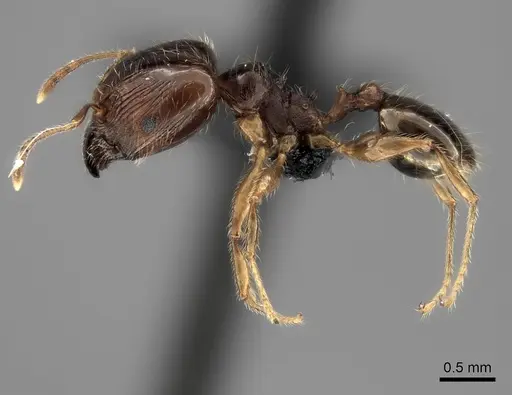 Pheidole spinosa specimen CASENT0021499 image casent0021499_3