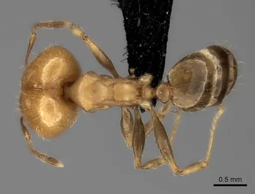Pheidole spinosa specimen CASENT0031136 image casent0031136_1