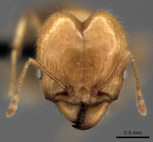 Pheidole spinosa specimen CASENT0031136 image casent0031136_2