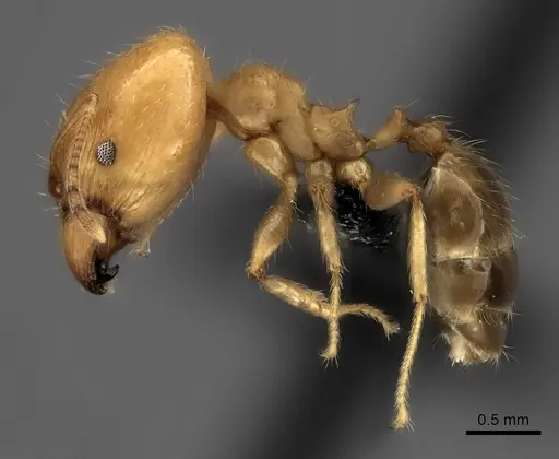 Pheidole spinosa specimen CASENT0031136 image casent0031136_3