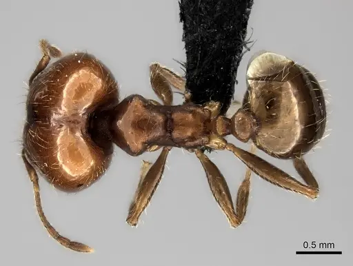 Pheidole spinosa specimen CASENT0031188 image casent0031188_1