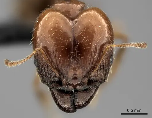 Pheidole spinosa specimen CASENT0031188 image casent0031188_2