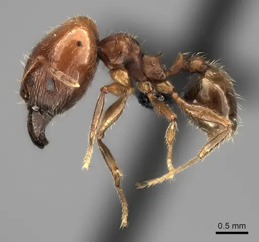 Pheidole spinosa specimen CASENT0031188 image casent0031188_3
