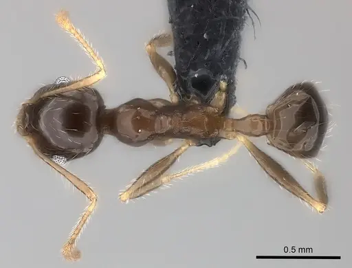 Pheidole spinosa specimen CASENT0032083 image casent0032083_1