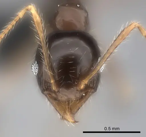 Pheidole spinosa specimen CASENT0032083 image casent0032083_2