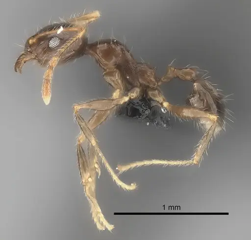 Pheidole spinosa specimen CASENT0032083 image casent0032083_3