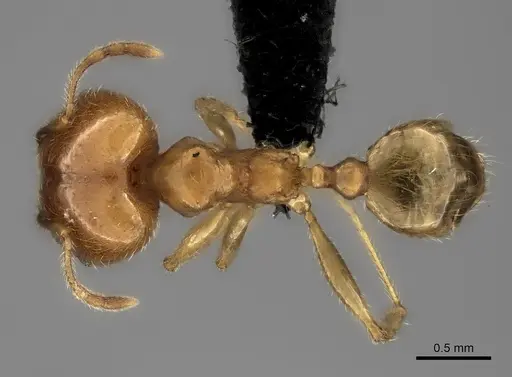 Pheidole spinosa specimen CASENT0056087 image casent0056087_1