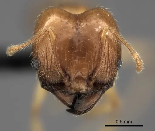 Pheidole spinosa specimen CASENT0056087 image casent0056087_2
