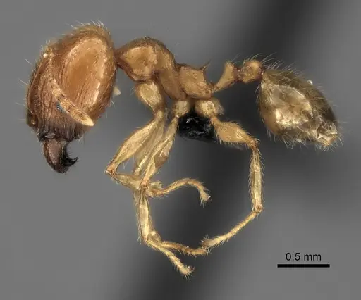 Pheidole spinosa specimen CASENT0056087 image casent0056087_3