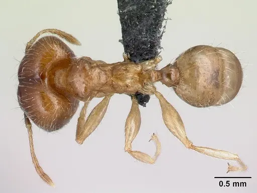 Pheidole spinosa specimen CASENT0059104 image casent0059104_1