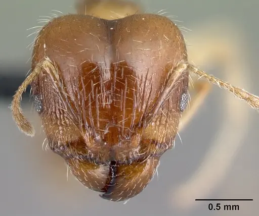 Pheidole spinosa specimen CASENT0059104 image casent0059104_2