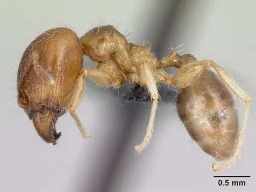 Pheidole spinosa specimen CASENT0059104 image casent0059104_3