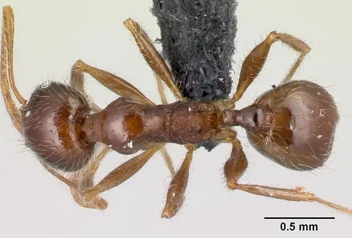 Pheidole spinosa specimen CASENT0059151 image casent0059151_1