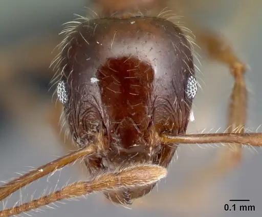 Pheidole spinosa specimen CASENT0059151 image casent0059151_2