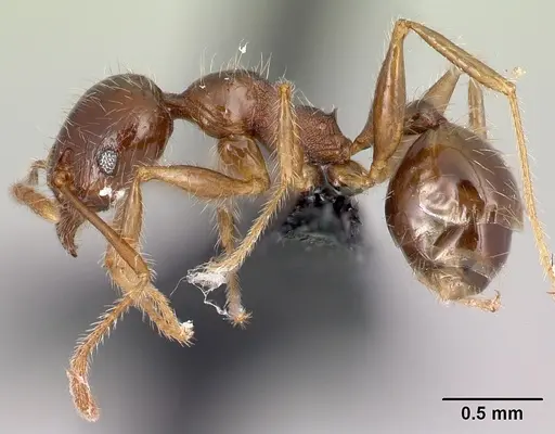 Pheidole spinosa specimen CASENT0059151 image casent0059151_3