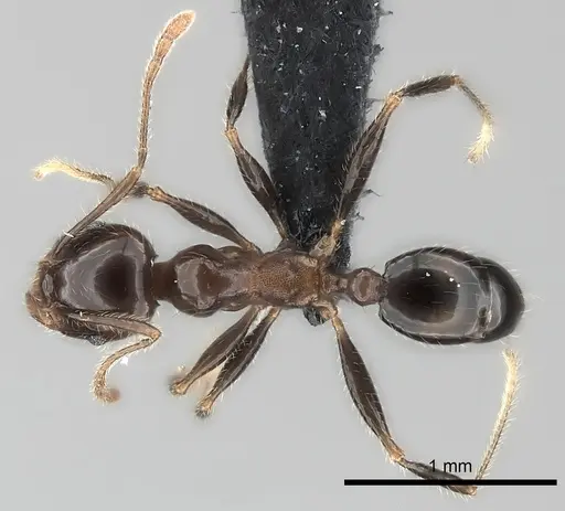 Pheidole spinosa specimen CASENT0060805 image casent0060805_1