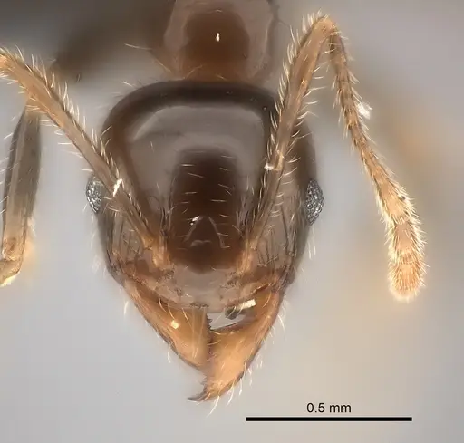 Pheidole spinosa specimen CASENT0060805 image casent0060805_2