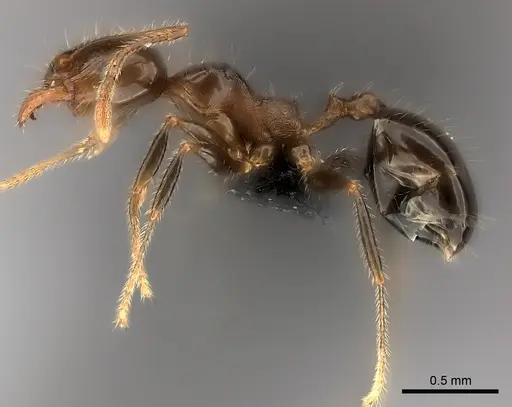 Pheidole spinosa specimen CASENT0060805 image casent0060805_3