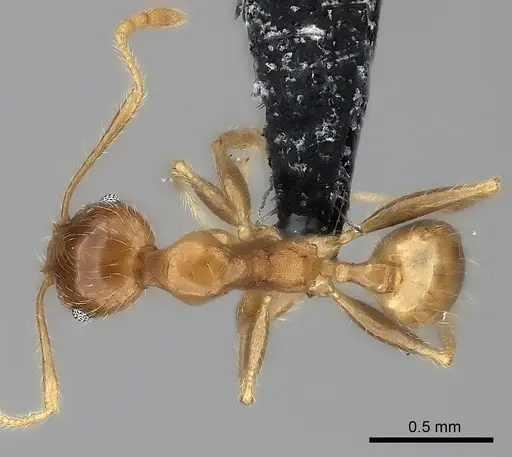 Pheidole spinosa specimen CASENT0064058 image casent0064058_1