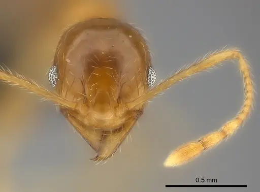 Pheidole spinosa specimen CASENT0064058 image casent0064058_2