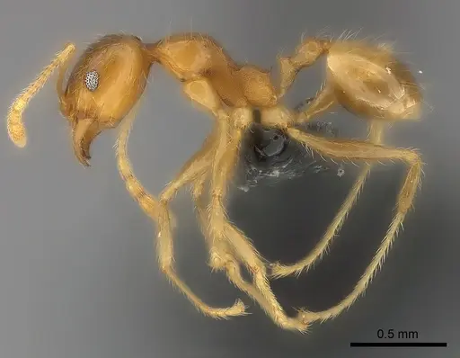 Pheidole spinosa specimen CASENT0064058 image casent0064058_3