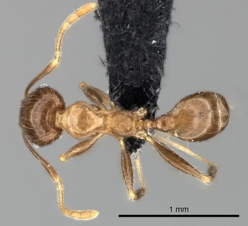 Pheidole spinosa specimen CASENT0064466 image casent0064466_1