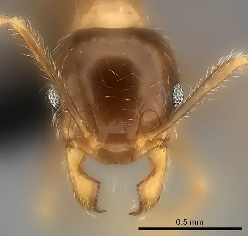 Pheidole spinosa specimen CASENT0064466 image casent0064466_2