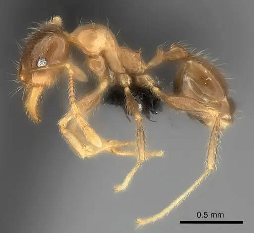 Pheidole spinosa specimen CASENT0064466 image casent0064466_3
