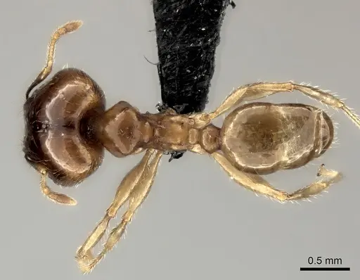 Pheidole spinosa specimen CASENT0071966 image casent0071966_1