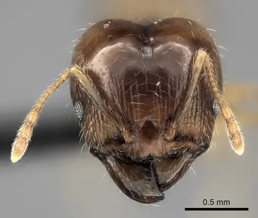 Pheidole spinosa specimen CASENT0071966 image casent0071966_2