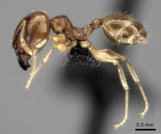 Pheidole spinosa specimen CASENT0071966 image casent0071966_3