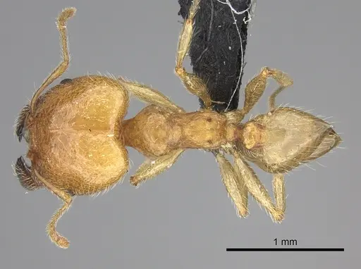 Pheidole spinosa specimen CASENT0076341 image casent0076341_1