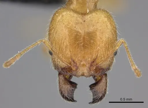 Pheidole spinosa specimen CASENT0076341 image casent0076341_2
