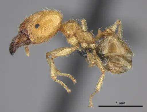 Pheidole spinosa specimen CASENT0076341 image casent0076341_3