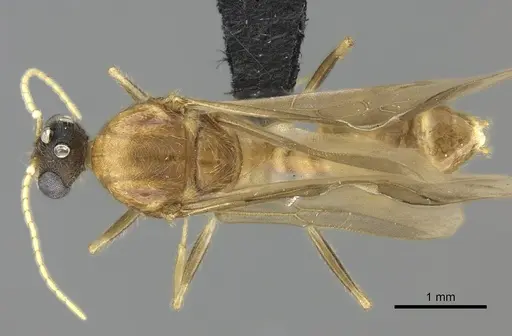 Pheidole spinosa specimen CASENT0076342 image casent0076342_1