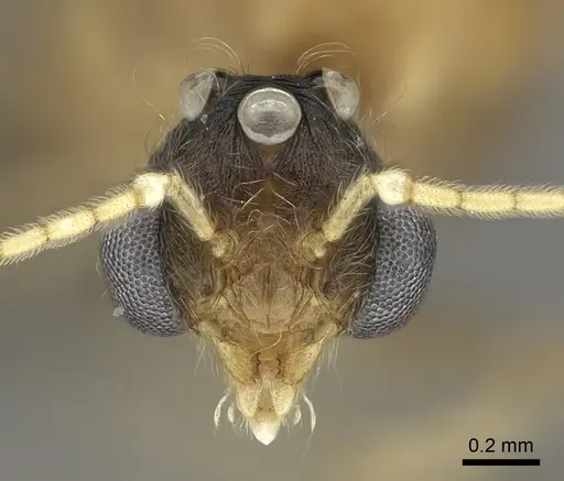 Pheidole spinosa specimen CASENT0076342 image casent0076342_2