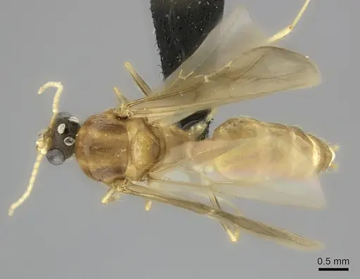 Pheidole spinosa specimen CASENT0076474 image casent0076474_1