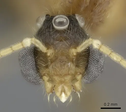 Pheidole spinosa specimen CASENT0076474 image casent0076474_2