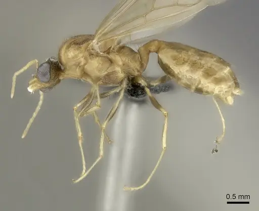 Pheidole spinosa specimen CASENT0076474 image casent0076474_3