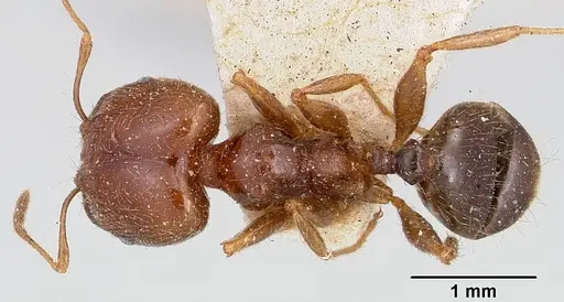 Pheidole spinosa specimen CASENT0101330 image casent0101330_1