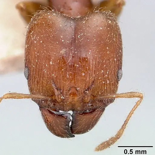 Pheidole spinosa specimen CASENT0101330 image casent0101330_2
