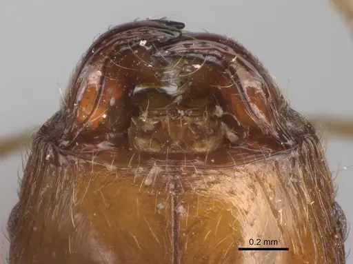 Pheidole spinosa specimen CASENT0101330 image casent0101330_3
