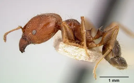 Pheidole spinosa specimen CASENT0101330 image casent0101330_4