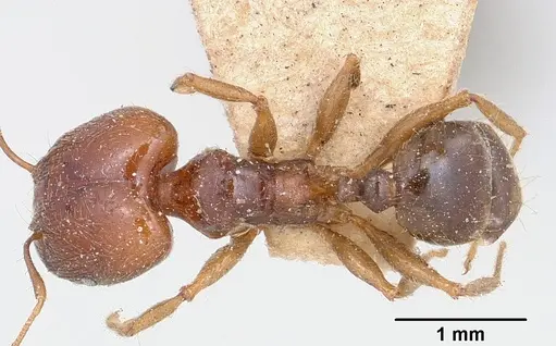 Pheidole spinosa specimen CASENT0101331 image casent0101331_1