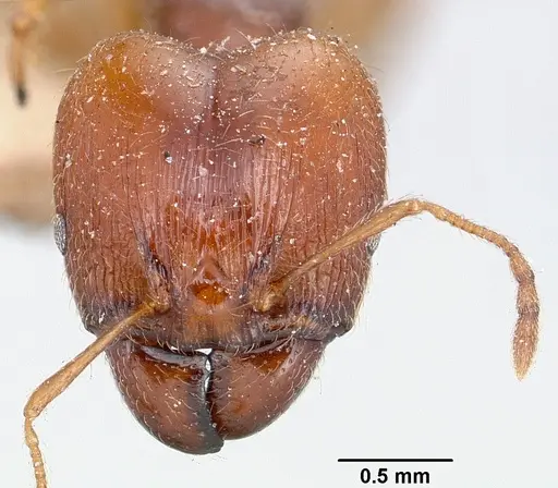 Pheidole spinosa specimen CASENT0101331 image casent0101331_2