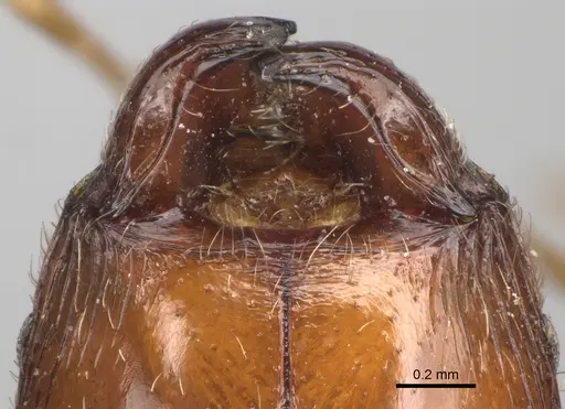 Pheidole spinosa specimen CASENT0101331 image casent0101331_3
