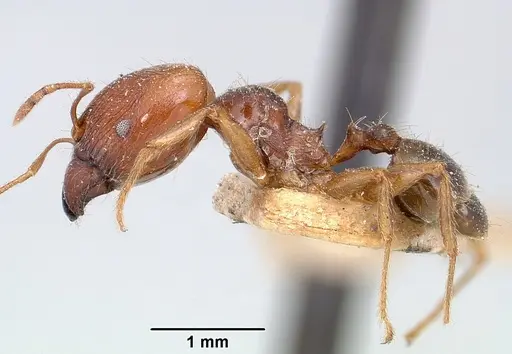 Pheidole spinosa specimen CASENT0101331 image casent0101331_4